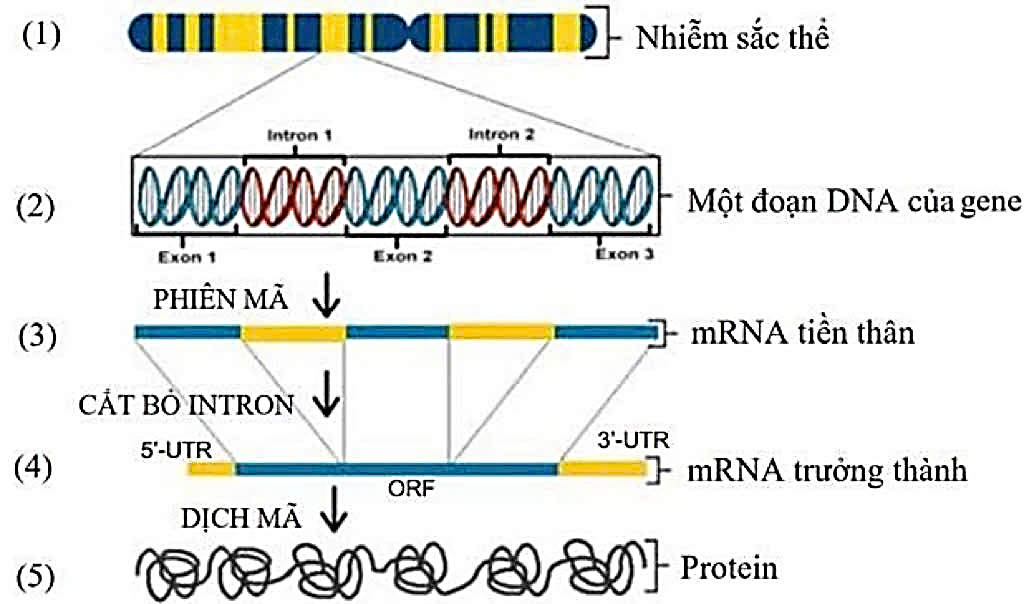 Hầu hết gene ở sinh vật nhân thực có cấu trúc phân mảnh: xen giữa các trình tự mã hóa (exon) là các trình tự không mã hóa (intron).  (ảnh 1)