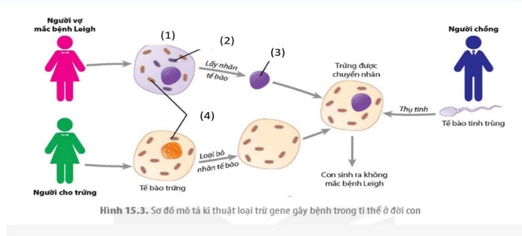 V&agrave;o năm 2016, bằng kỹ thuật loại trừ gen g&acirc;y bệnh trong ti thể ở đời con, c&aacute;c nh&agrave; khoa học Mexico đ&atilde; th&agrave;nh c&ocirc;ng trong việc gi&uacute;p một người mẹ mang gene đột biến trong ti thể quy định hội chứng Leigh, sinh ra người con khoẻ mạnh kh&ocirc;ng mang gene bệnh. (ảnh 1)