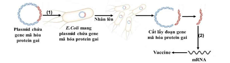 Trong quy trình sản xuất vaccin COVID - 19 của Pfizer, bằng chính công nghệ DNA tái tổ hợp người ta đã tạo ra plasmid chứa gen mã hoá protein gai của virus corona,  (ảnh 1)
