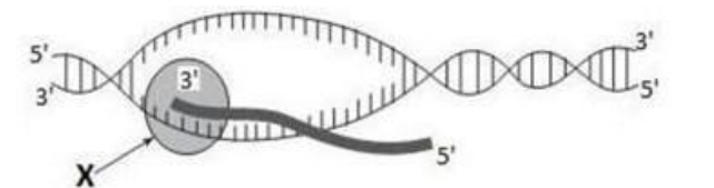 Hình vẽ dưới đây mô tả một cơ chế di truyền cấp độ phân tử đang diễn ra. Cấu trúc X trên hình vẽ là: A. Ligase. B. DNA polymerase. C. RNA polymerase. D. Ribosome. (ảnh 1)