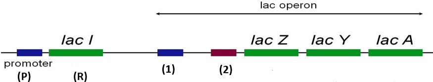 Hình dưới đây mô tả cấu trúc của operon lac ở vi khuẩn E.coli. Theo mô hình này chú thích (1) là (ảnh 1)