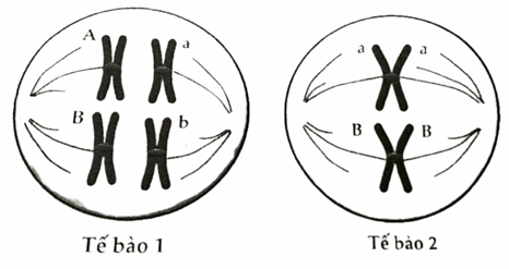 Hai tế bào dưới đây của một cơ thể lưỡng bội đang thực hiện quá trình phân bào bình thường. Các chữ cái A, a, B, b kí hiệu các gene trên NST. Phát biểu nào sau đây đúng? (ảnh 1)