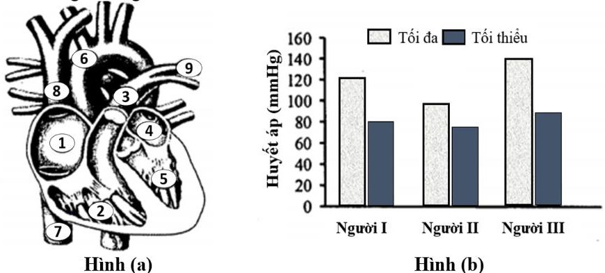 Hình (a) sau đây mô tả giải phẫu cấu trúc tim ở người, hình (b) thể hiện giá trị huyết áp của 1 người khỏe mạnh bình thường và 2 người bị bệnh về tim mạch. (ảnh 1)