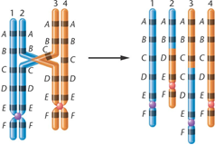 Trong quá trình giảm phân của một tế bào sinh dục cái ở một loài đã xảy ra hiện tượng được mô tả ở hình dưới đây. Có bao nhiêu phát biểu đúng trong các phát biểu sau đây? (ảnh 1)