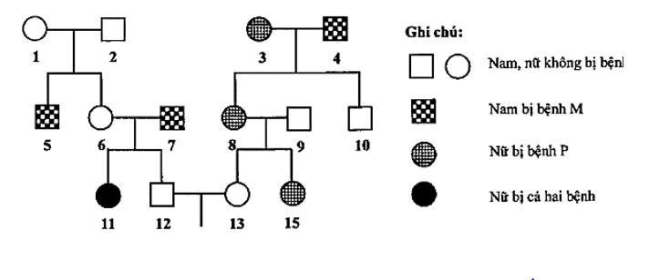 Sơ đồ phả hệ dưới đây mô tả sự di truyền 2 bệnh ở người: Bệnh P do một trong hai allele của một gene quy định, bệnh M do một trong hai allele của một gene nằm ở vùng không tương đồng trên nhiễm sắc thể giới tính X quy định. (ảnh 1)