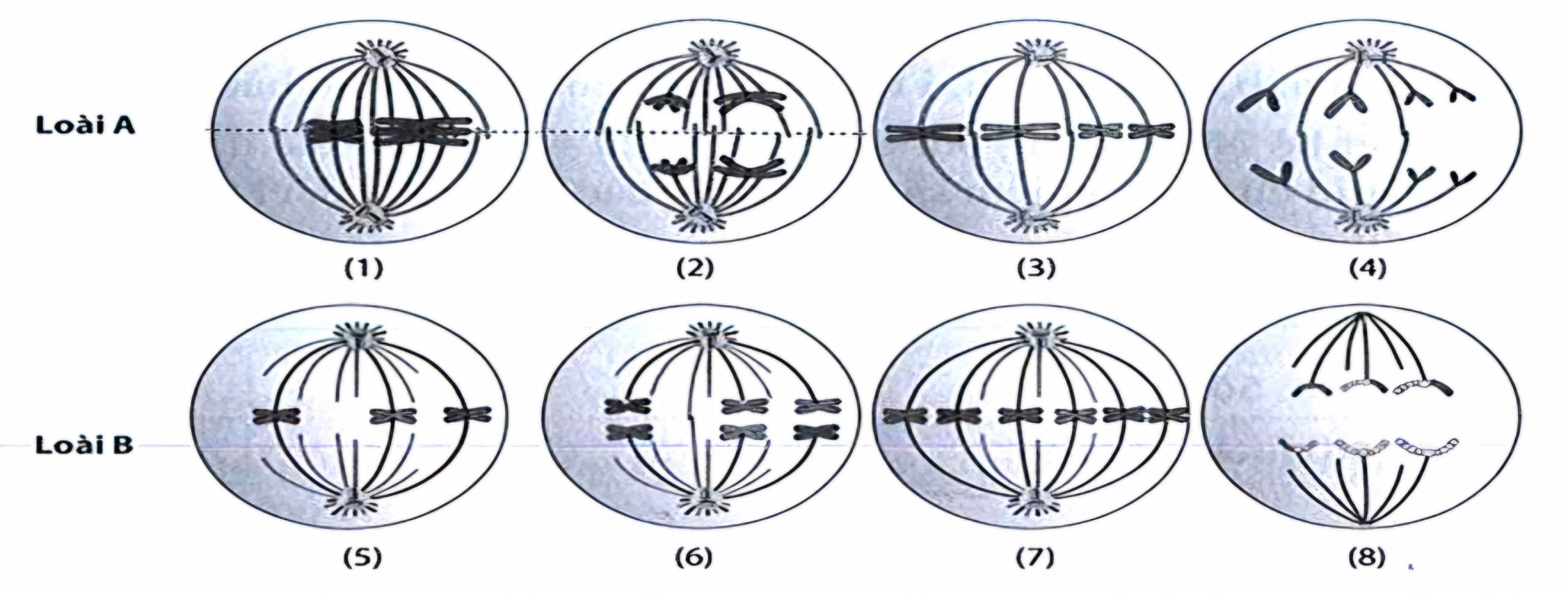 Các hình (1) đến (8) mô tả các kì của quá trình phân bào. Hãy xác định ở mỗi hình thuộc kì nào, của nguyên phân hay giảm phân? Xác định bộ NST 2n của loài A,B? (ảnh 1)
