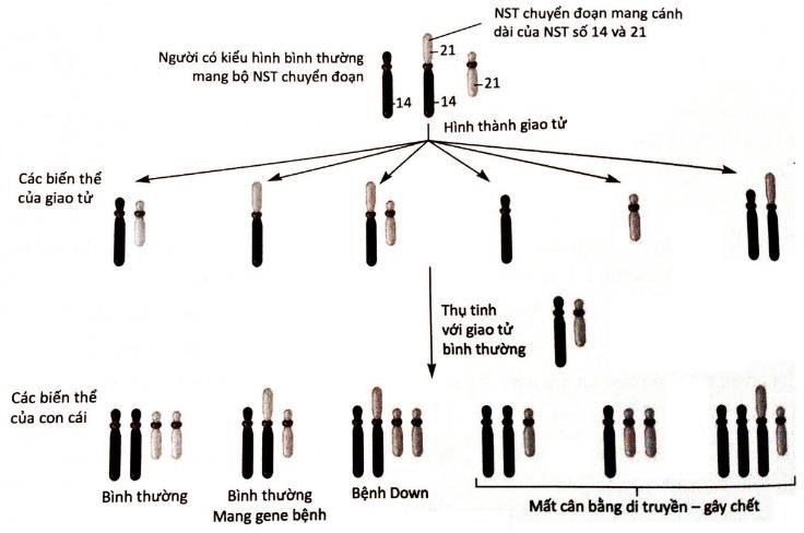 Ở người, hội chứng Down có thể chia làm hai loại là sơ cấp và thứ cấp. Hợp tử mang 3 NST 21, phát triển thành cơ thể mang hội chứng Down sơ cấp.  (ảnh 1)