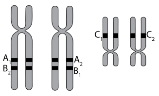 Hình vẽ sau mô tả 2 cặp nhiễm sắc thường đã nhân đôi trong giảm phân. Các allele của 3 gene A, B và C được kí hiệu bên dưới.  (ảnh 1)