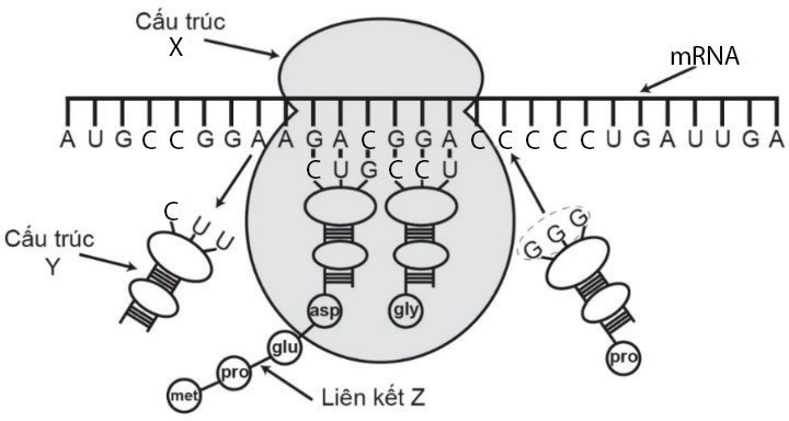 Hình vẽ dưới đây mô tả quá trình tổng hợp một chuỗi polypeptide trong tế bào của một loài sinh vật. Mỗi kết luận sau đây là đúng hay sai? (ảnh 1)