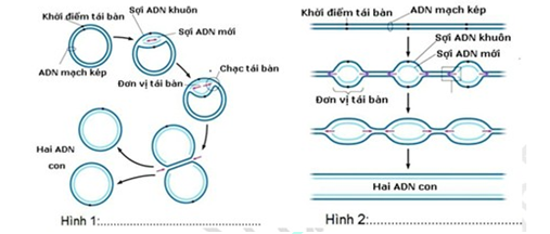 Hình ảnh sau đây miêu tả quá trình nhân đôi DNA của sinh vật nhân thực và sinh vật nhân sơ. Hãy quan sát hình ảnh và cho biết những nhận xét dưới đây là Đúng hay Sai ? (ảnh 1)