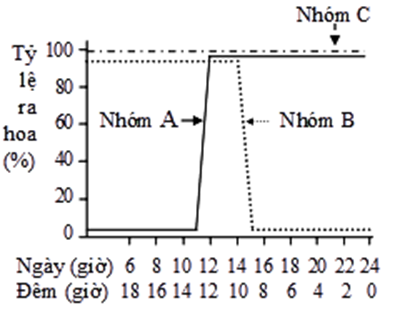 Hình 4 mô tả phản ứng ra hoa của các cây thuộc nhóm A, nhóm B và nhóm C ở các chu kì chiếu sáng khác nhau. Dựa trên phản ứng quang chu kì, (ảnh 1)