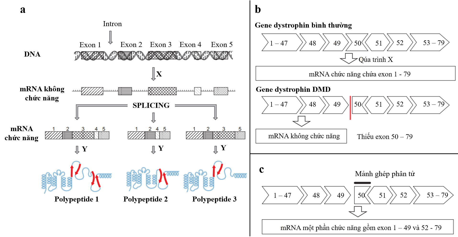     Hình 3 minh họa quá trình biểu hiện thông tin di truyền của một gene phân mảnh ở sinh vật nhân thực thành các polypeptide. ( Hình 3a. Quá trình biểu hiện thông tin truyền của một gene phân mảnh ở sinh vật nhân thực; (ảnh 1)