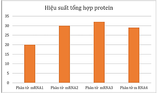 Hình bên mô tả hiệu suất tổng hợp protein của 4 phân tử mRNA được tổng hợp từ một phân tử DNA, hãy cho biết phân tử nào có nhiều ribosome tham gia vào quá trình dịch mã nhất? A. mRNA1. 				B. mRNA2.  C. mRNA3. 				D. mRNA4. (ảnh 1)