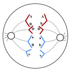 Hình dưới đây mô tả về một giai đoạn trong quá trình phân bào của một tế bào lưỡng bội bình thường (tế bào A) trong cơ thể đực của một loài. (ảnh 1)