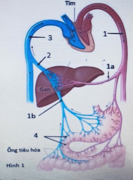 Hình bên mô tả hệ thống mạch máu và hệ tiêu hóa. Dựa vào thông tin có trong hình, trả lời các câu hỏi sau đây: (ảnh 1)