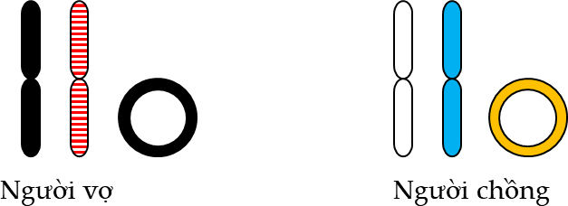 Sơ đồ ở hình bên cho thấy cặp nhiễm sắc thể số 3 và DNA ty thể từ tế bào da của một cặp vợ chồng. (ảnh 1)