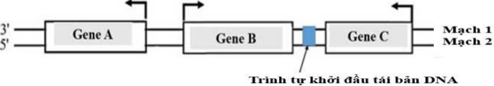 Hình bên mô tả sơ đồ 3 gene A, B, C cùng nằm trên 1 phân tử DNA ở một loài vi khuẩn. Mũi tên ở mỗi gene chỉ vị trí khởi đầu phiên mã và hướng phiên mã của gene đó. Theo lí thuyết, phát biểu nào sau đây sai? (ảnh 1)