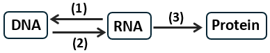 Sơ đồ dưới đây thể hiện quá trình truyền đạt thông tin di truyền ở cấp độ phân tử. Quá trình 1 diễn ra ở đối tượng nào?   A. Vi khuẩn.		B. Nấm.		C. Virus HIV.		D. Virus viêm gan B (HBV). (ảnh 1)