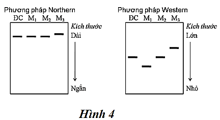 Troponine T là một loại protein liên quan đến hoạt động của cơ. Để thu được protein này của người trong tế bào vi sinh vật, người ta tiến hành hai thí nghiệm như sau: (ảnh 1)