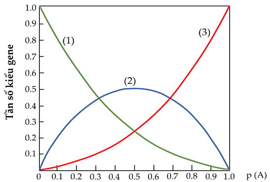 Đồ thị dưới đ&acirc;y biểu diễn mối quan hệ giữa tần số c&aacute;c kiểu gene AA, Aa v&agrave; aa với tần số c&aacute;c allele A v&agrave; a trong một quần thể. (ảnh 1)