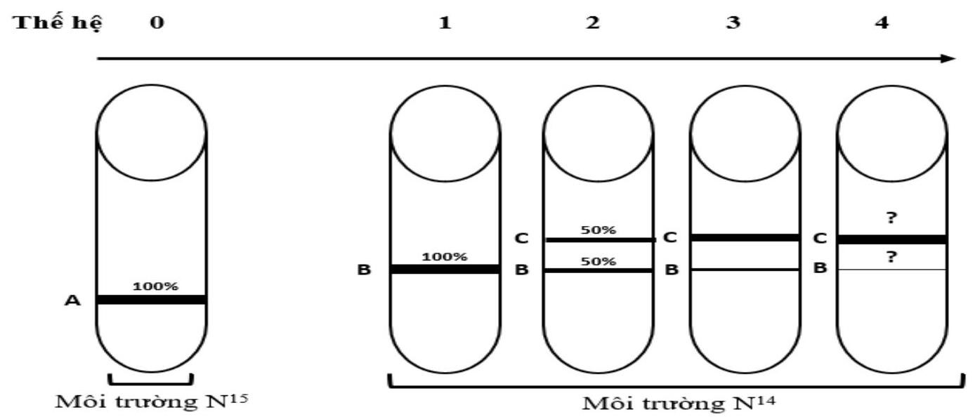 Một nhóm các nhà khoa học thực hiện lại thí nghiệm của Meselson và Stahl (1958) để nghiên cứu mô hình nhân đôi của DNA .  (ảnh 1)