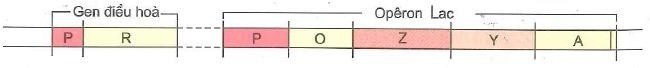 Sơ đồ sau mô tả mô hình cấu trúc của opêon Lac của vi khuẩn E.coli. Theo lý thuyết, có bao nhiêu phát biểu sau đây đúng? (ảnh 1)