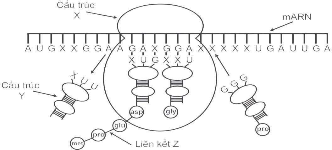  Hình vẽ dưới đây mô tả quá trình sinh học xảy ra trong tế bào của một loài sinh vật.    a. Xác định tên gọi của cấu trúc X, Y và liên kết Z. (ảnh 1)