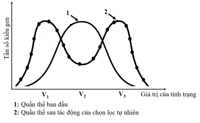 . Hình bên mô tả một hình thức chọn lọc tự nhiên tác động đến một quần thể. Theo thuyết tiến hóa hiện đại, có bao nhiêu phát biểu sau đây đúng? (ảnh 1)