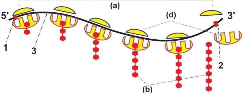 Hình mô tả tóm tắt cơ chế truyền thông tin trong tế bào, có bao nhiêu nhận định dưới đây đúng với hình này? (ảnh 1)