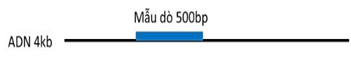 Một đoạn DNA mạch đơn có kích thước 4 kb được lai với một mẫu dò DNA có đánh dấu phóng xạ với kích thước 500bp tạo thành DNA lai (hình 2.1).  (ảnh 1)
