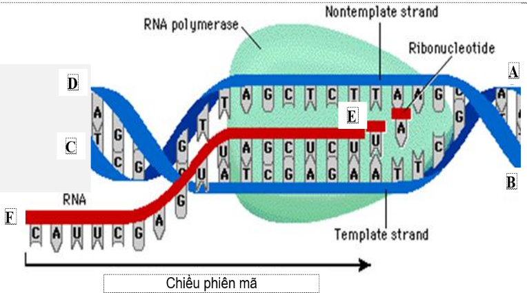 Hình dưới đây mô tả khái quát quá trình phiên mã diễn ra trong tế bào của một cơ thể sinh vật.   Xác định đầu 3’ trên các mạch polynucleotide tương ứng với các vị trí A, B, C, D, E, F? 	 (ảnh 1)