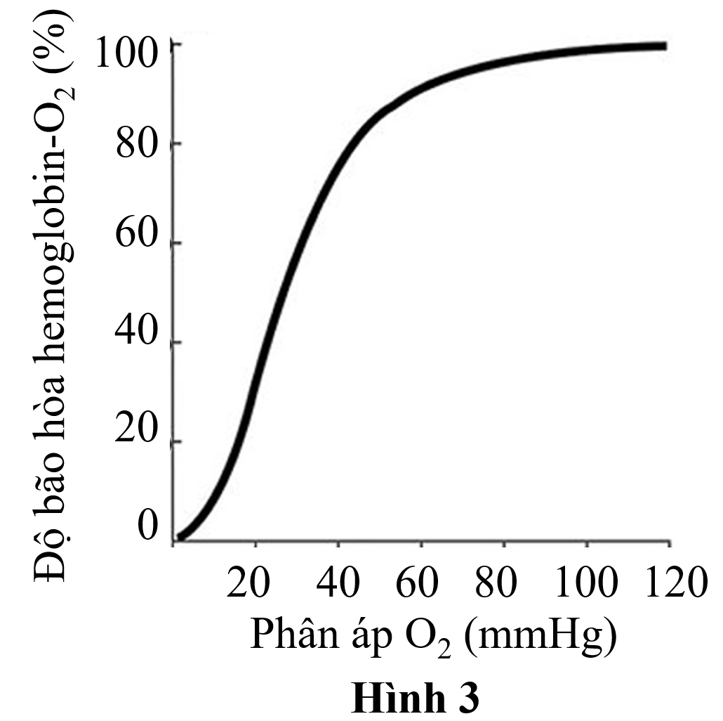 Bốn người bệnh (ký hiệu từ P1 đến P4) bị rối loạn chức năng của đường dẫn khí và hoạt động tim ảnh hưởng đến khả năng trao đổi khí qua màng phế nang và mao mạch phổi.  (ảnh 1)