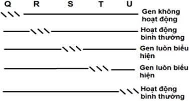 Giả sử một Operon có các trình tự nucleotide được kí hiệu Q, R, S, T, U. Hình bên thể hiện các đột biến mất đoạn  (ảnh 1)