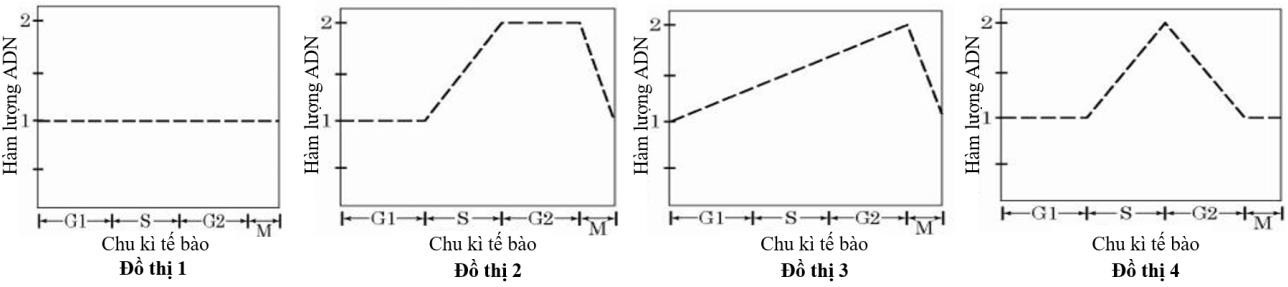 Cho các đồ thị sau đây phản ánh về sự biến đổi hàm lượng DNA trong một tế bào. Đồ thị nào phản ánh sự biến đổi hàm lượng tương đối DNA ti thể trong quá trình nguyên phân? A. Đồ thị 1.	B. Đồ thị 2.	C. Đồ thị 3.	D. Đồ thị 4. (ảnh 1)