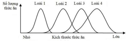Nghiên cứu ổ sinh thái về số lượng và kích thước thức ăn trong môi trường của 4 loài sinh vật, ta có các đồ thị trong hình dưới. Phân tích đồ thị và cho biết có bao nhiêu nhận định dưới đây đúng? (ảnh 1)