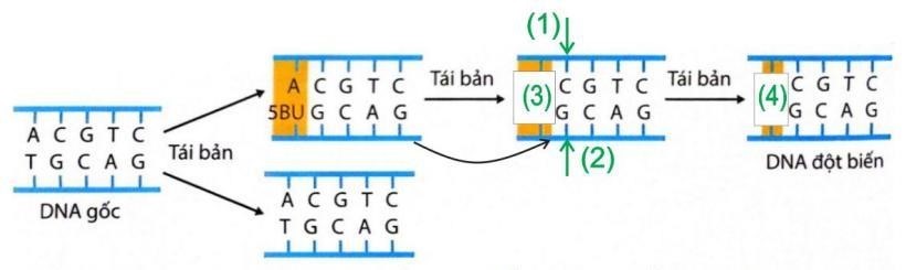Hình sau đây mô tả một cơ chế gây ra đột biến gene. Nhận định nào sau đây sai về hình này? (ảnh 1)
