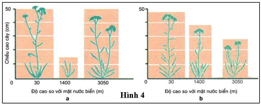 Hình 4 thể hiện chiều cao của 2 kiểu gene khác nhau (a và b) của loài cỏ thi (Achillea millefolium) với độ cao so với mặt nước biển. Có bao nhiêu phát biểu sau đây về chiều cao của loài cỏ thi là đúng? (ảnh 1)