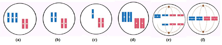 Khi quan sát quá trình phần bào của một tế bào sinh dưỡng ở một loài sinh vật có bộ NST lưỡng bội 2n, một học sinh vẽ lại được sơ đồ với đầy đủ các giai đoạn khác nhau như sau: (ảnh 1)