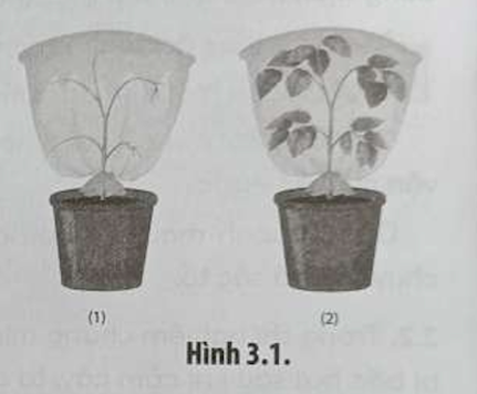 Tiến hành thí nghiệm chứng minh sự thoát hơi nước ở lá ( hình 3.1) tại sao người ta phải cắt bỏ hết lá (chỉ còn lại rễ, thân, cành) ở một chậu thí nghiệm? (ảnh 1)