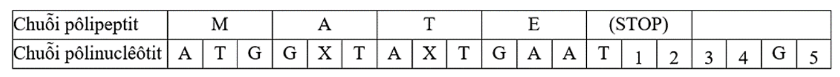 Bảng dưới đây thể hiện một chuỗi pôlinuclêôtit mã hóa cho chuỗi pôlipeptit có trình tự axit amin là MATE (mỗi chữ cái là 1 loại axitamin), các nuclêôtit từ số 1 đến số 5 chưa xác định (ảnh 1)