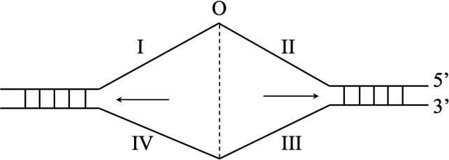 Một đoạn ADN ở khoảng giữa 1 đơn vị nh&acirc;n đ&ocirc;i như h&igrave;nh vẽ, bao gồm 2 chạc sao ch&eacute;p (O l&agrave; điểm khởi đầu sao ch&eacute;p; I, II, III, IV chỉ c&aacute;c đoạn mạch khu&ocirc;n của ADN). (ảnh 1)