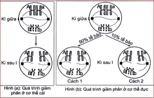Ở cùng một loài động vật, quan sát giảm phân cơ thể đực và cơ thể cái đều có kiểu gene AaBb, người ta ghi nhận được diễn biến NST được mô tả ở hình bên. (ảnh 1)