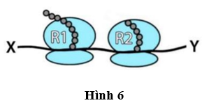 Hình 6 mô tả quá trình dịch mã của mRNA tại hai ribosome R1 và R2.     Mỗi ribosome sẽ di chuyển về phía nào trên mRNA? (ảnh 1)