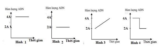 Các hình dưới đây mô tả sự thay đổi hàm lượng DNA trong một tế bào của một cơ thể động vật lưỡng bội ở các pha khác nhau của chu kỳ tế bào.  (ảnh 1)