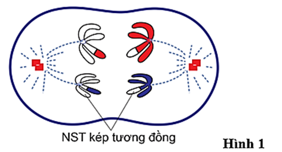 Hình 1 mô tả tế bào đang ở một giai đoạn của quá trình phân bào giảm phân. Nhận định nào sau đây là sai?  (ảnh 1)