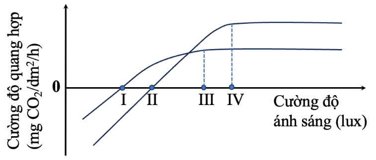 Ảnh hưởng của cường độ ánh sáng đến cường độ quang hợp ở 1 cây ưa bóng và 1 cây ưa sáng được biểu diễn theo đồ thị sau: Phát biểu nào sau đây đúng? (ảnh 1)