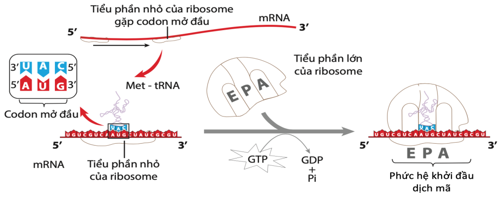 Sơ đồ sau mô tả 1 giai đoạn của cơ chế di truyền: Phát biểu nào sau đây đúng? (ảnh 1)