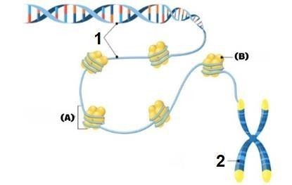 Hình dưới đây mô tả cấu trúc siêu hiển vi của NST, hai thành phần (A) và (B) lần lượt là cấu trúc nào sau đây? A. Nucleosome và lipid. B. Histone và nucleosome. C. Nucleosome và histone. D. Sợi cơ bản và histone. (ảnh 1)