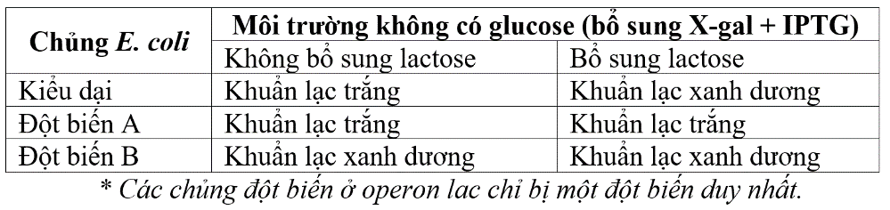 Ở vi khuẩn E. coli, operon lac có cụm gene cấu trúc gồm lacZ, lacY, lacA; trong đó gene lacZ qui định tổng hợp enzyme  β-galactosidase. Người ta bổ sung  X-gal và IPTG vào môi trường nuôi cấy để phát hiện sự có mặt (ảnh 1)