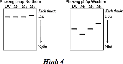 Cho biết các côđon mã hóa các axit amin tương ứng như sau: GGG – Gly; UAC – Tyr; GCU – Ala; CGA – Arg; GUU – Val; GUA – Val; AGC – Ser. Một đoạn mạch gốc của gen M có trình tự các nuclêôtit là 3’ CCC - CAA -TCG – CGA - ATG - ATT 5’.  (ảnh 1)